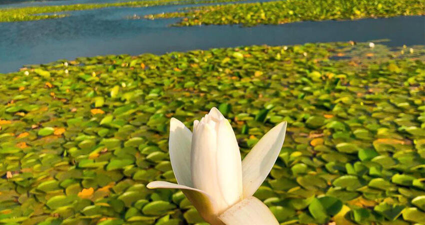 Aydın Çıkışlı Nilüfer Çiçekli Işıklı Göl Pamukkale Turu