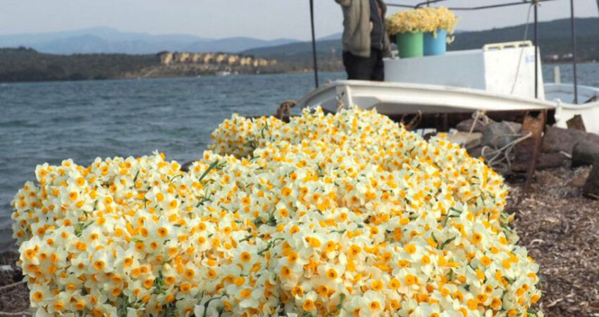 Aydın Çıkışlı Karaburun Nergis Çiçeği Festivali Turu