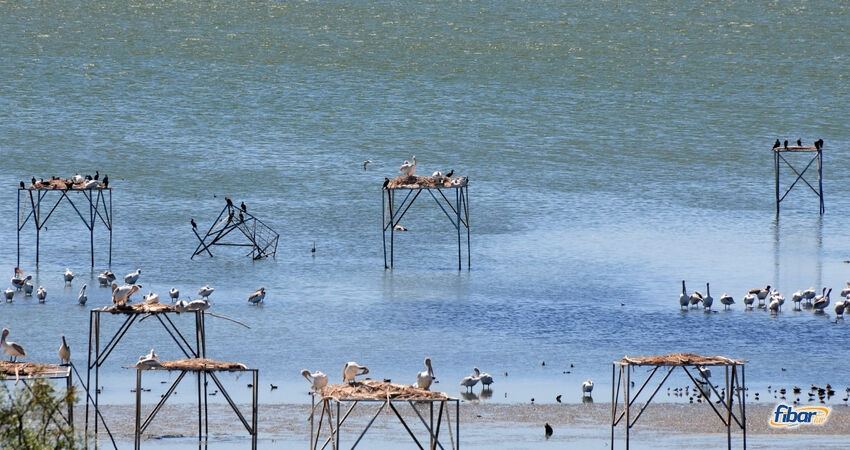 Aydın Çıkışlı Avşa Adası Erdek Turu