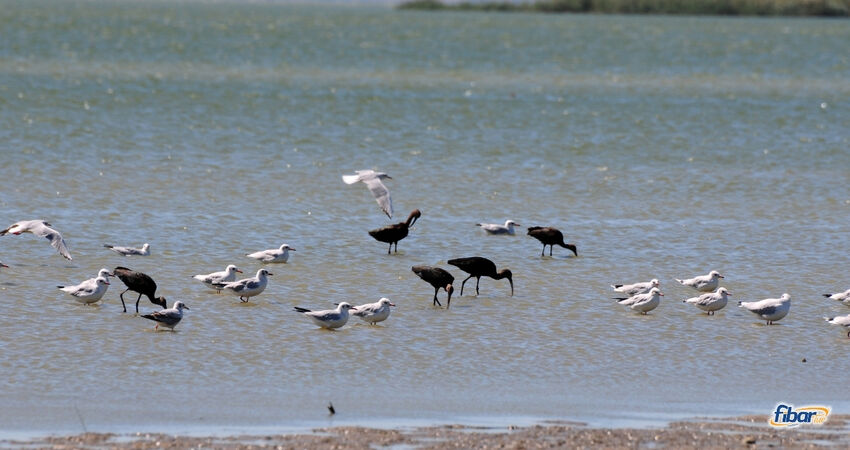 Aydın Çıkışlı Avşa Adası Erdek Turu