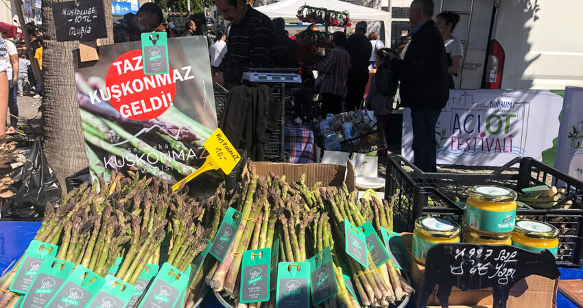 Aydın Çıkışlı Bodrum Acı Ot Festival Turu