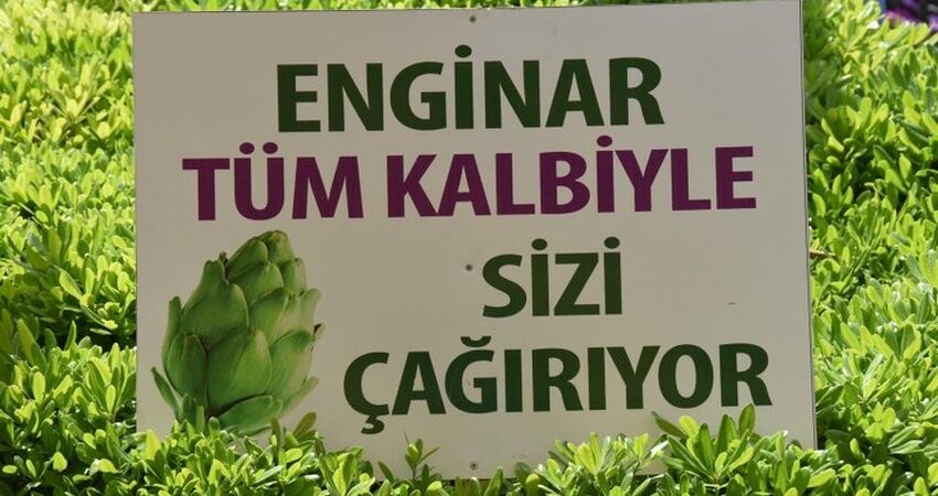 Aydın Çıkışlı Urla Enginar Festivali Sığacık Turu