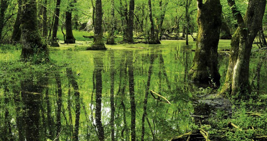 Edirne Kırklareli Longoz Ormanları İğneada Dupnisa Mağarası Tekirdağ Turu