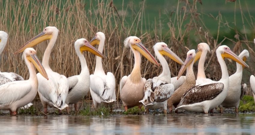 Aydın Çıkışlı Avşa Adası Erdek Turu